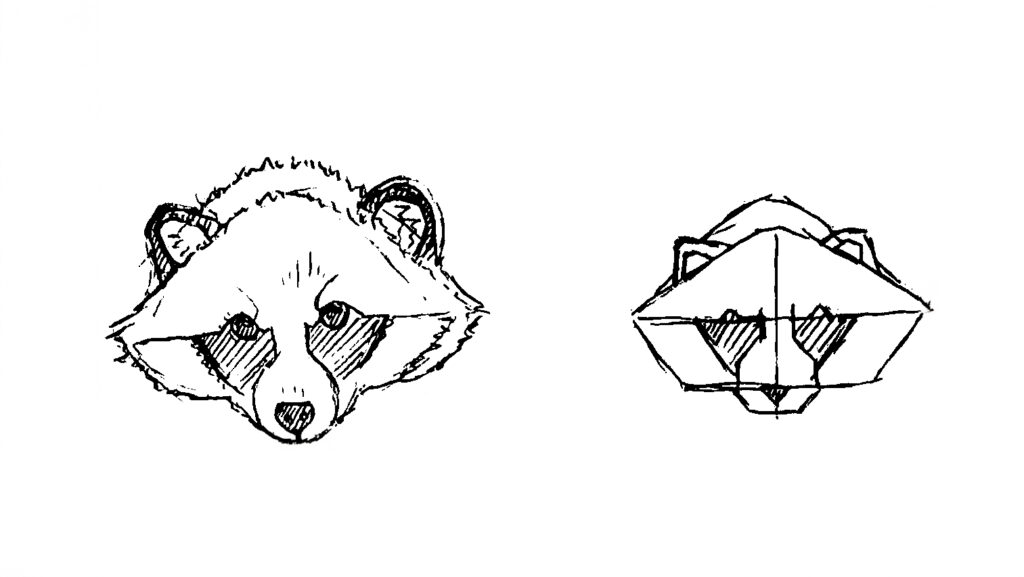 A sketch of a racoon dog
